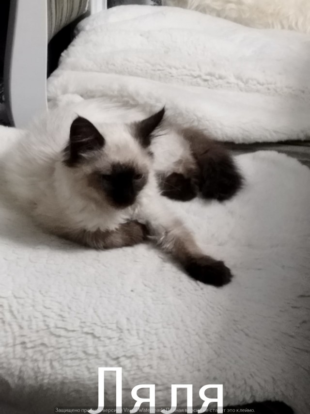 Жизнь домашнего приюта "Котоленд" 520