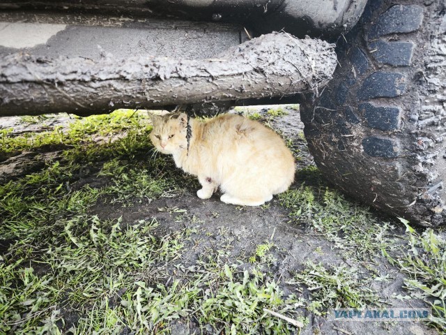 Котëнок-заморыш стал красивой кошкой