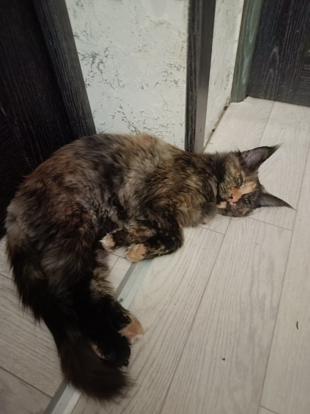 Мои шайтаны