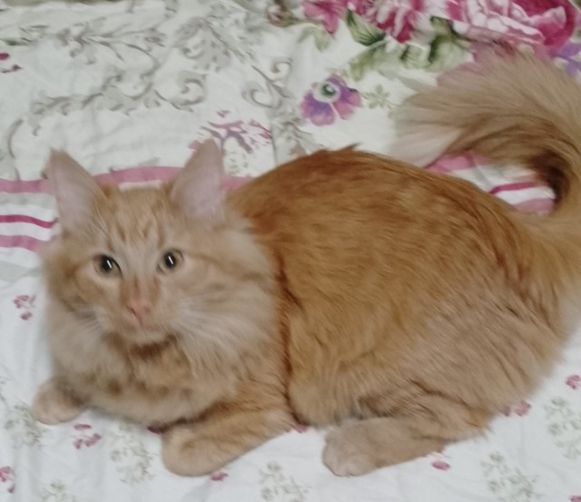 Кошачьи звезды вэбкама