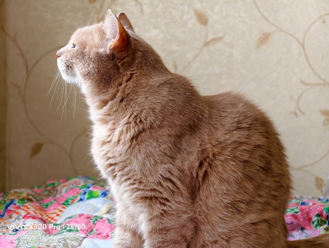 А котовторник уже пришёл?