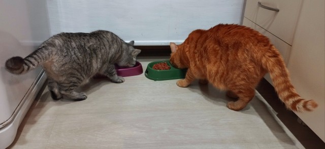Котоужин