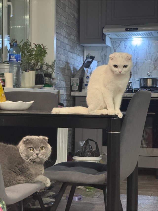 Котовторник