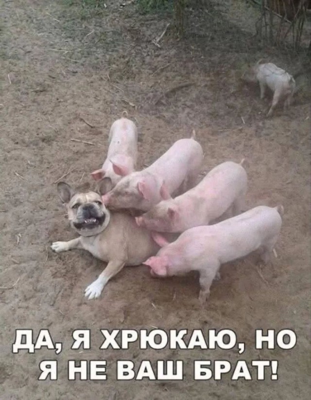 Забавные картинки, шутки из этих ваших интернетов