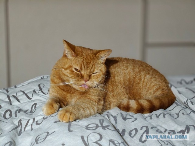 К-котовторник