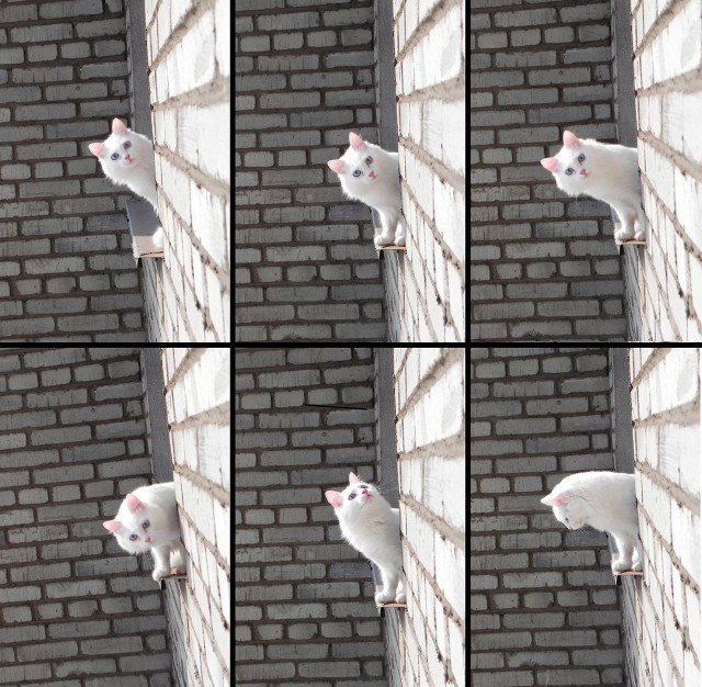Соседский котэ...