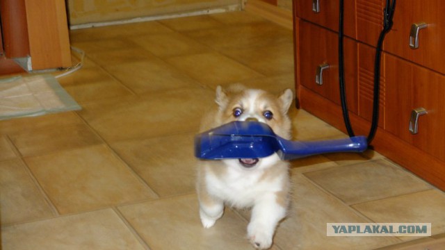 В мире животных