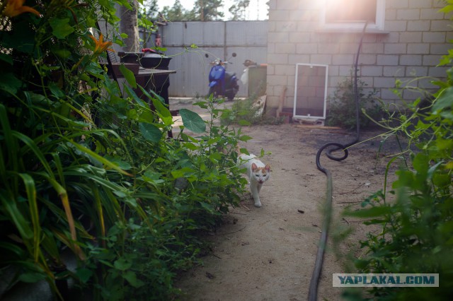 Котовторник 27.5.2014