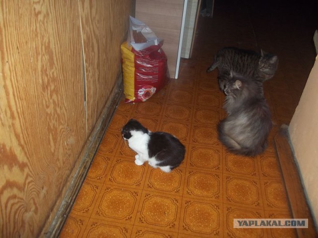 Жизнь домашнего приюта для котеек 49