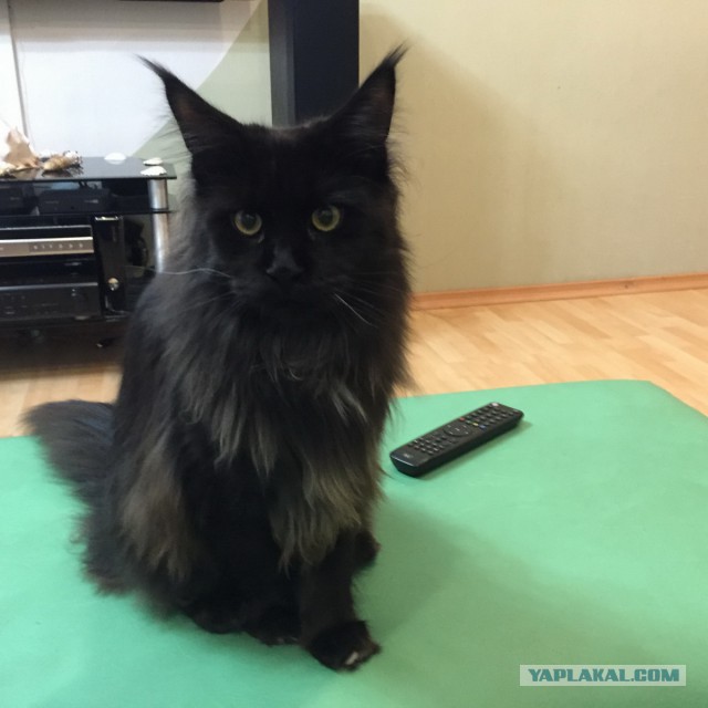 Котовторник 16.06.2015., Котовторник наступил!