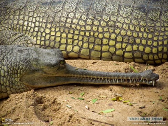 Лучшие фотографии от National Geographic за ноябрь