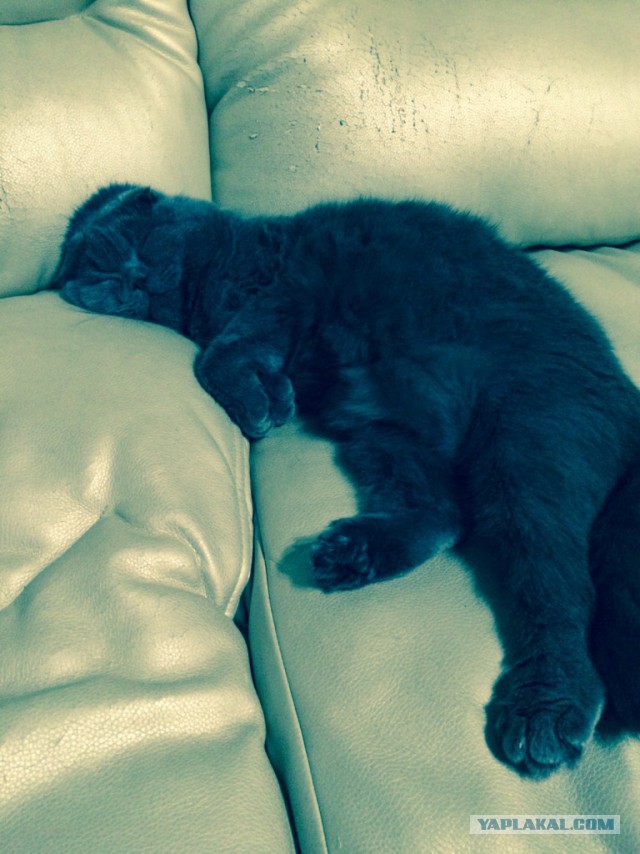 Котовторник  21.07.2015