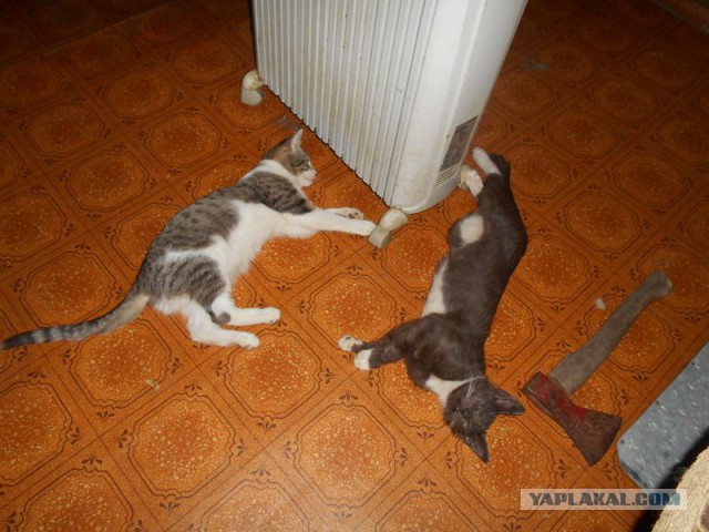 Жизнь домашнего приюта для котеек 96