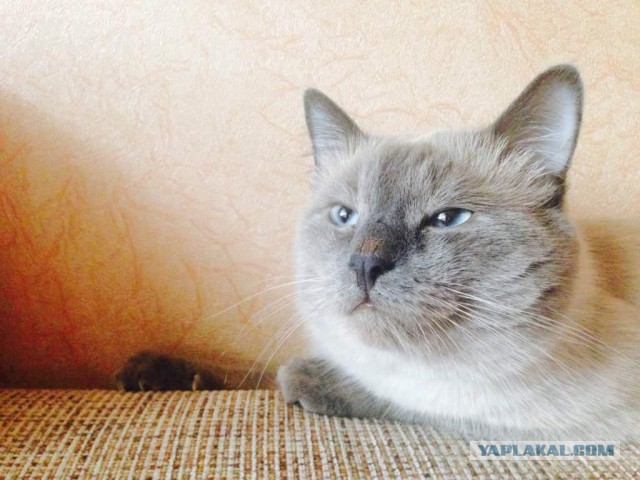 Котовторник 26.07 2016