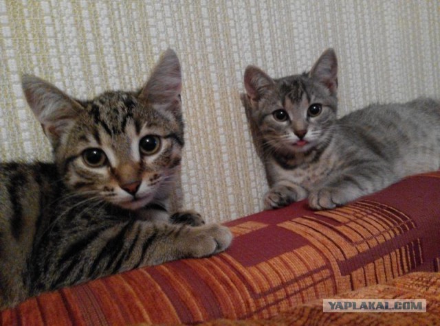 Найденыши (Кото понедельник)