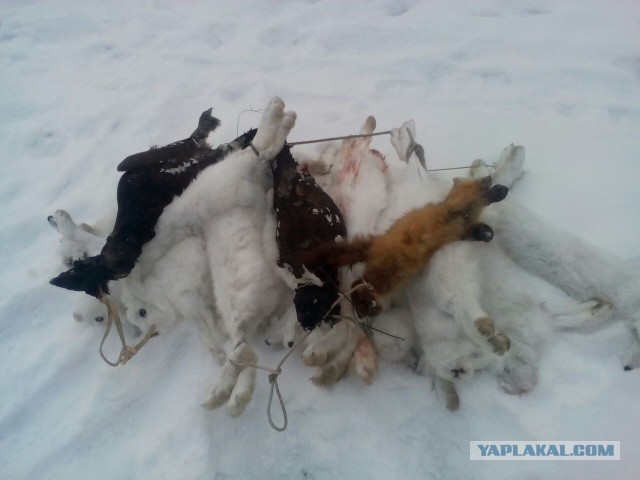 Размышлений якутской охоты пост