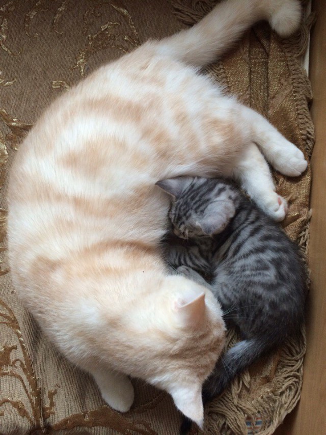 Коты из сети
