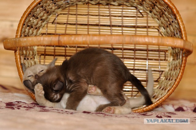 Котовторник 07.02.2017
