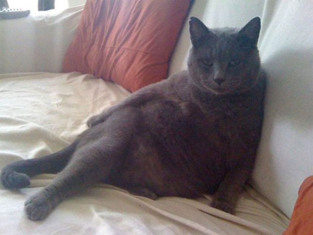 Коты и Кошки