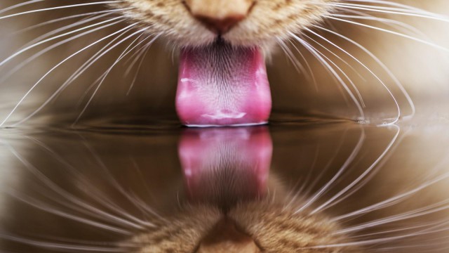 Коты и Кошки