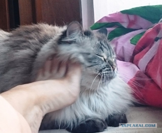 Котовторник 1.08.17