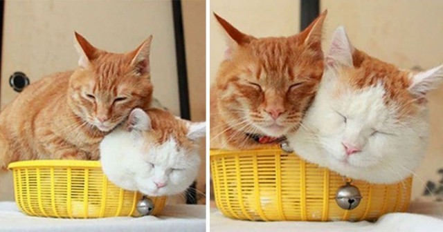 Коты и Кошки