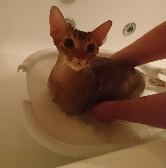 Кот, тем не менее, совершенно распустился, к зиме оброс бородой и где-то потерял совесть