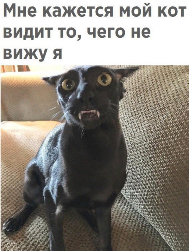 Коты и Кошки