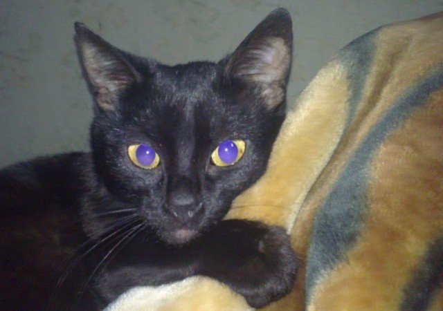 Коты и Кошки