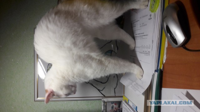 Котовторник  05.12.2017