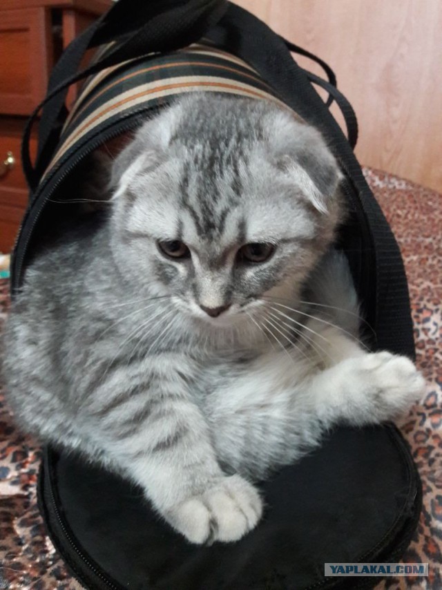 Котовторник  19.12.2017