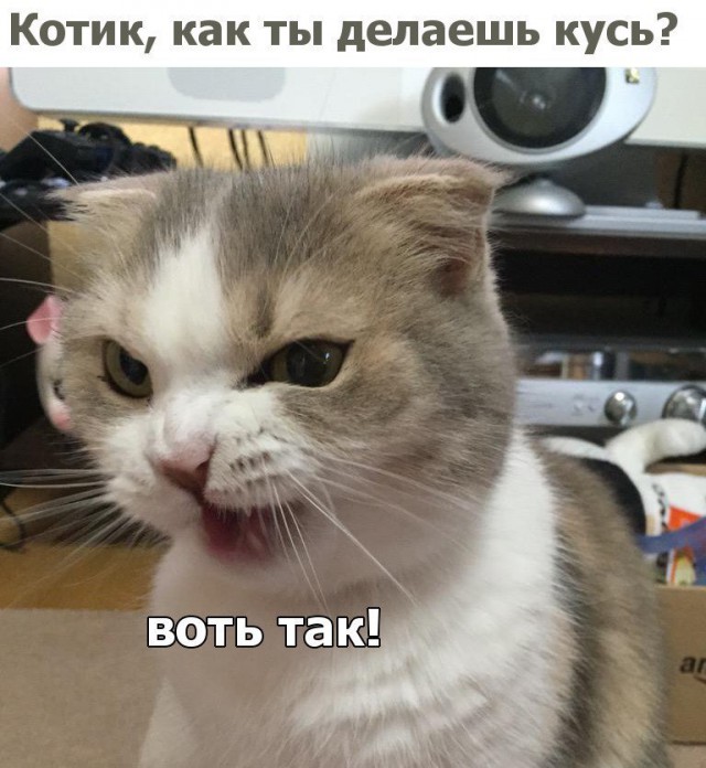 Коты и Кошки