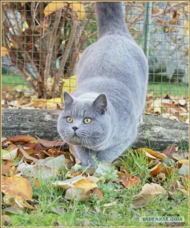 Котовторник 02.01.2018
