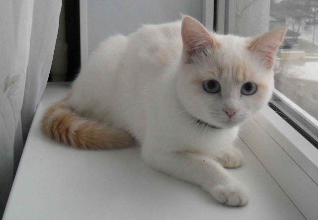 Котовторник  13.02.2018