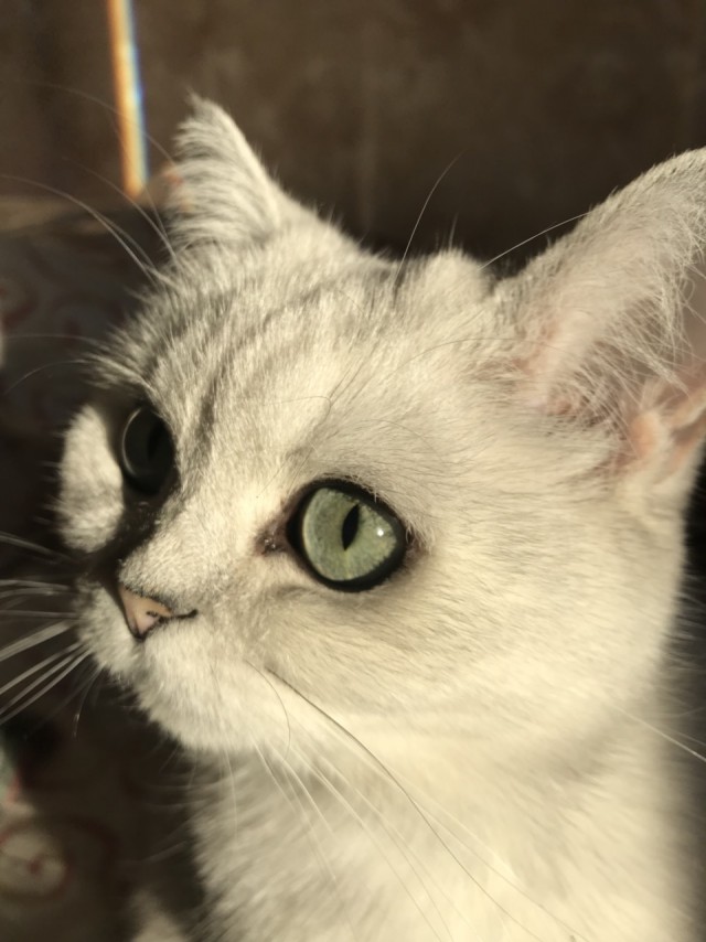 Котовторник 24.04.2018