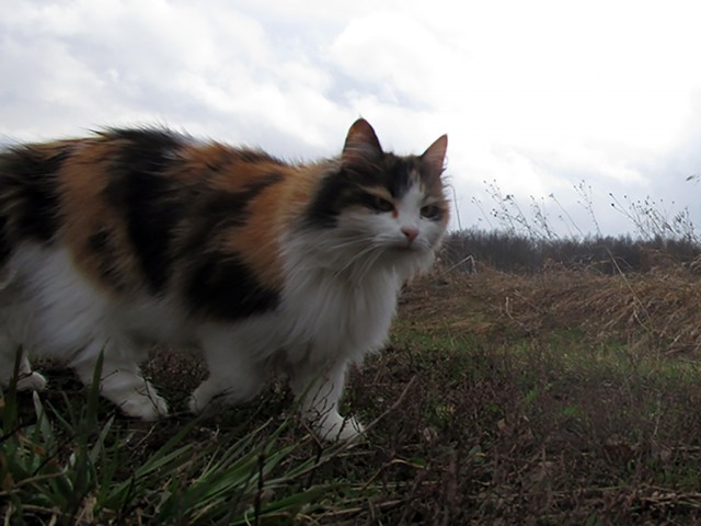 Котовторник 29.5.18