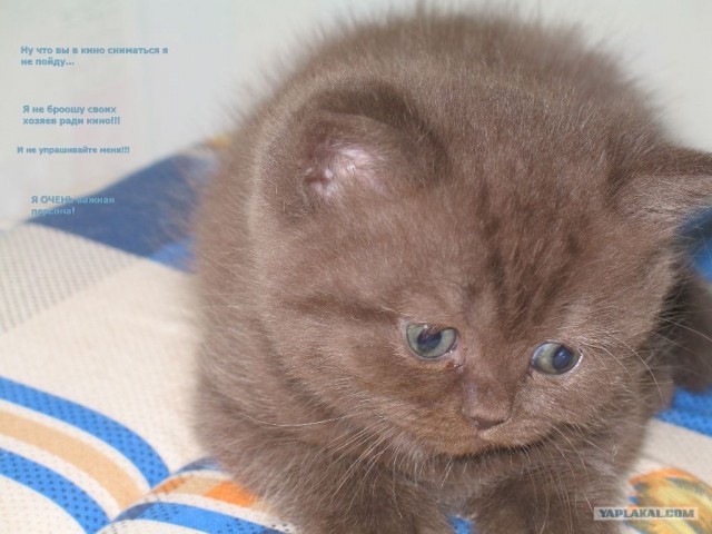 Котовторник на ЯПлакалъ (10.06.08), прикольные коты, добавляем свои!