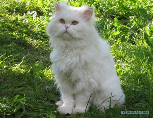 Котовторник на ЯПлакалъ