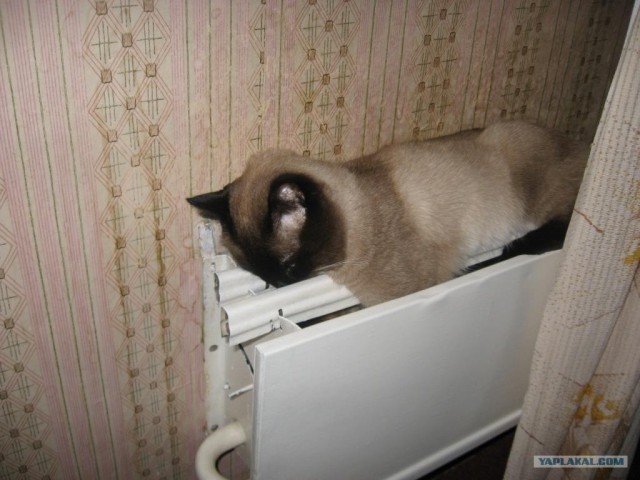 Котовторнику Да (09.12.08)