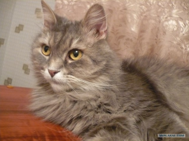 Котовторник (06.01)