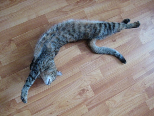 Котовторник - С праздником, котоводы!