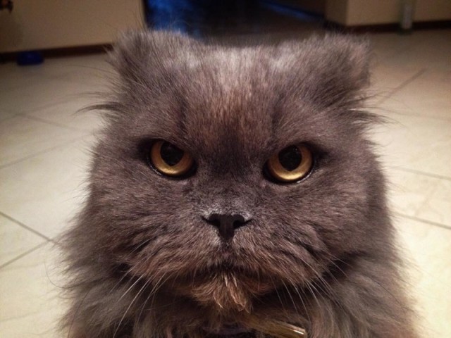 Немного милоты