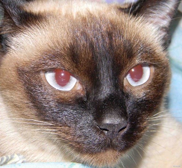 Котовторник  07.06.11