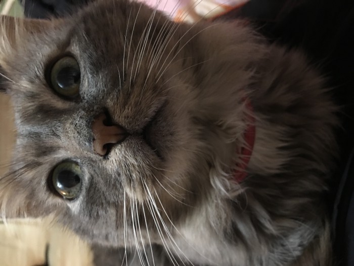 Котовторник (20.11.18)