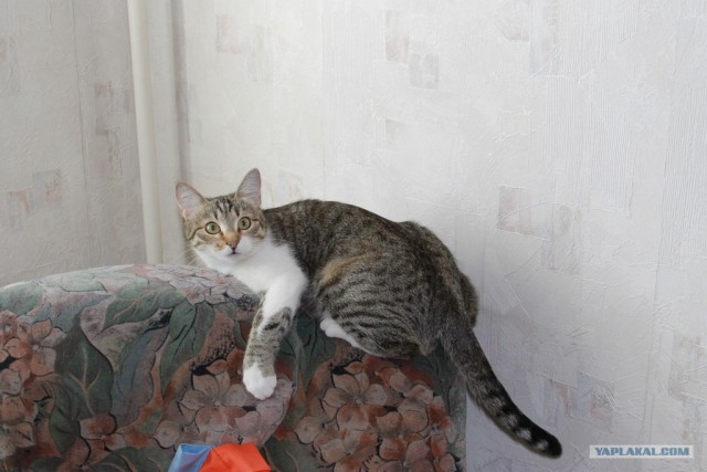 Котовторник! 08.11.11