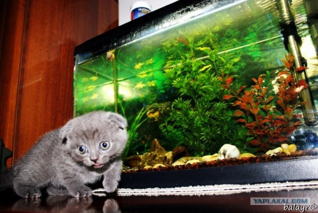 Котовторник! 13.03.2012