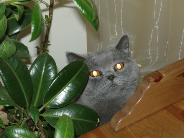 Котовторник 17.04.2012