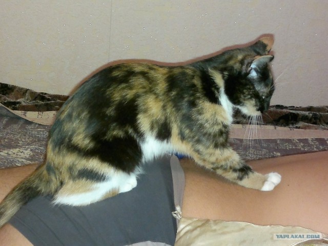 Котовторник  12. 06. 2012