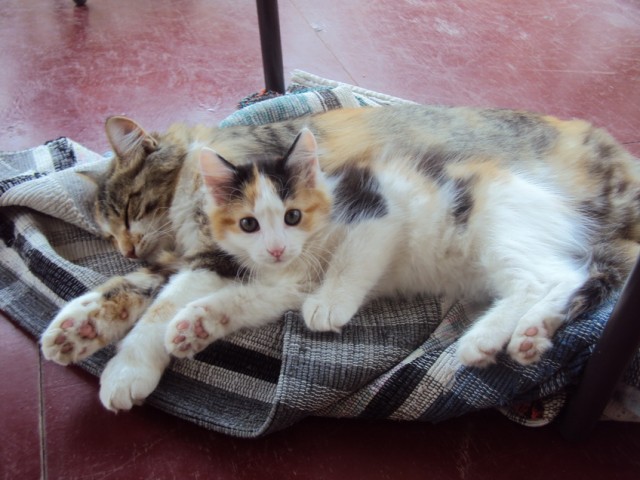 Котовторник 11.09.2012