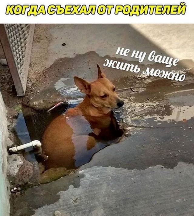 Дурацкие картинки
